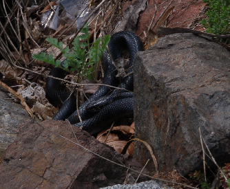 Qualche Hierophis viridiflavus nell''habitat